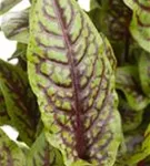 Blut-Ampfer - Rumex sanguineus