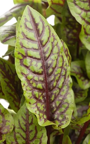 Rumex sanguineus