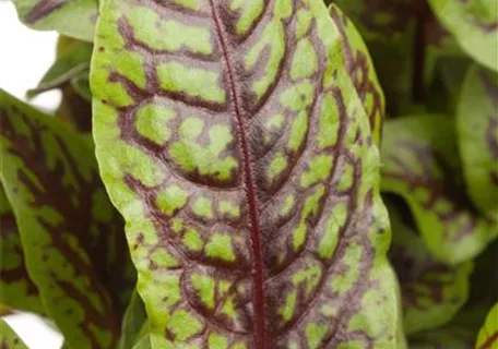 Rumex sanguineus - Blut-Ampfer