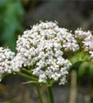 Gewöhnlicher Baldrian - Valeriana officinalis