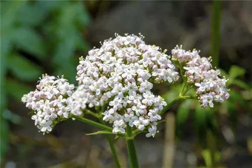 Gewöhnlicher Baldrian - Valeriana officinalis