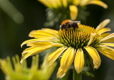 Gemüse blühen lassen als Insektenweide