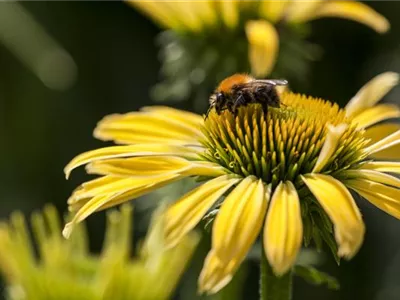 Gemüse blühen lassen als Insektenweide