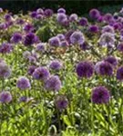 Riesen-Lauch - Allium giganteum