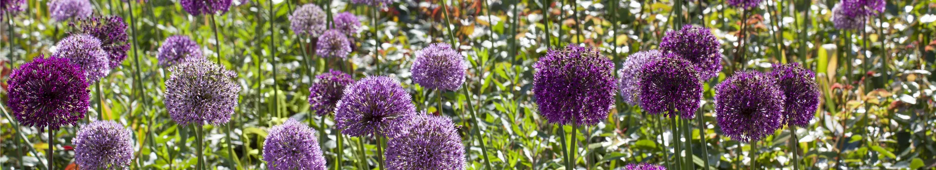 Sommerurlaub für Blumenzwiebeln und Knollen