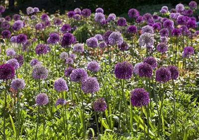 Sommerurlaub für Blumenzwiebeln und Knollen