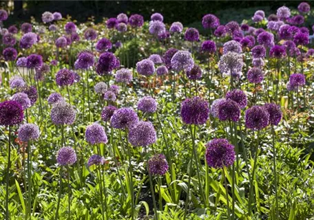 Allium giganteum - Riesen-Lauch