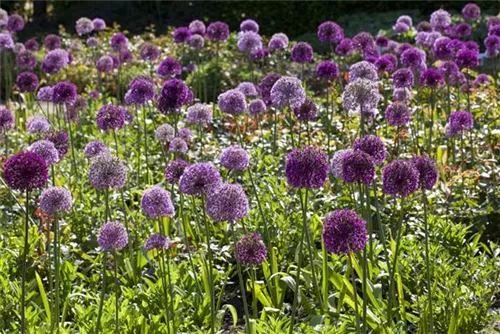 Riesen-Lauch - Allium giganteum