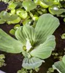 Wassersalat - Pistia stratiodes