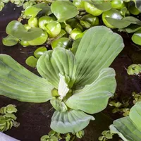 Kleiner Teich, große Wirkung