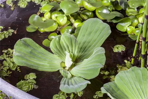 Wassersalat - Pistia stratiodes