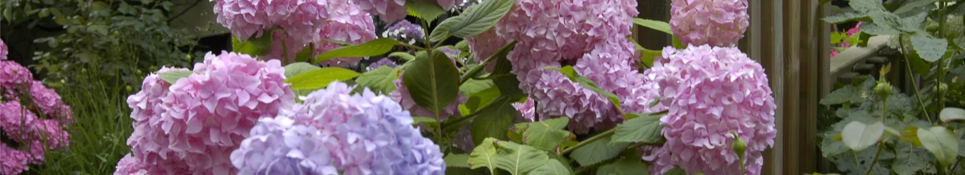 Die Hortensie im Garten – durstige Schönheit mit Charakter