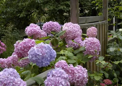 Die Hortensie im Garten – durstige Schönheit mit Charakter