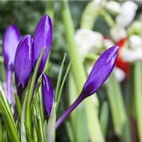 Nach der Blüte ist vor dem Sommer