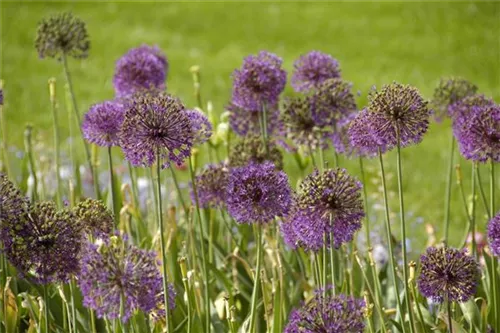 Riesen-Lauch - Allium giganteum