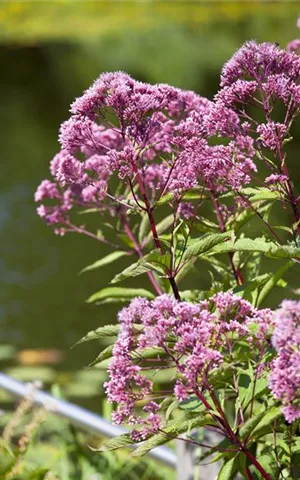 Eupatorium fistulosum 'Atropurpureum'