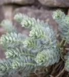 Walzen-Wolfsmilch - Euphorbia myrsinites