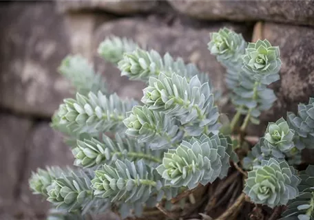 Euphorbia myrsinites - Walzen-Wolfsmilch