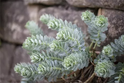 Walzen-Wolfsmilch - Euphorbia myrsinites