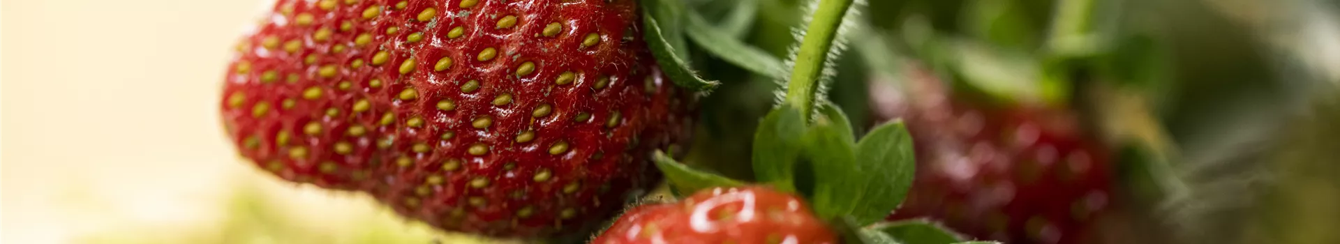 Erdbeeren – rot, rund und richtig lecker!