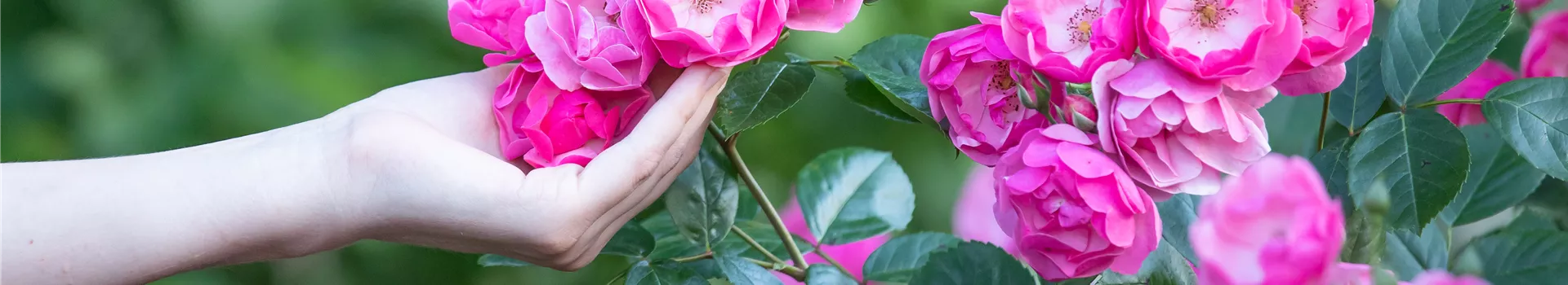 Die Rose – Wellness und Schönheit in einem