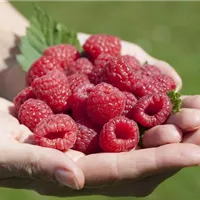 Himbeeren & Brombeeren