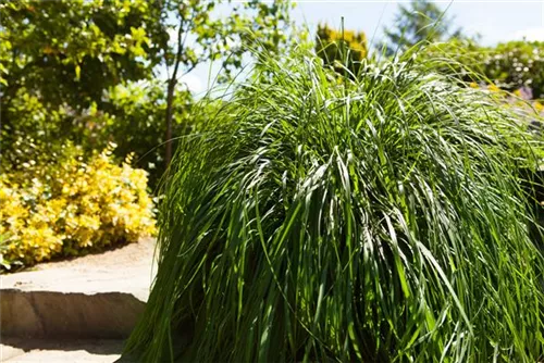 Asiatisches Federborstengras - Pennisetum alopecuroides, gen.