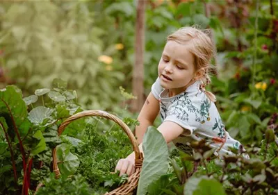 Jetzt kann geerntet werden! Kinder spielerisch einbeziehen