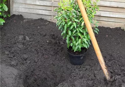 Portugiesische Kirschlorbeer - Einpflanzen im Garten