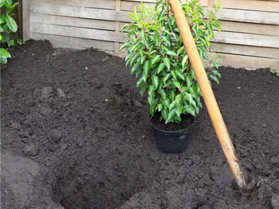 Portugiesische Kirschlorbeer - Einpflanzen im Garten