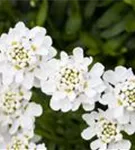 Immergrüne Garten-Schleifenblume - Iberis sempervirens 'Snowflake'