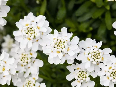 Die immergrüne Schleifenblume – Farbe garantiert