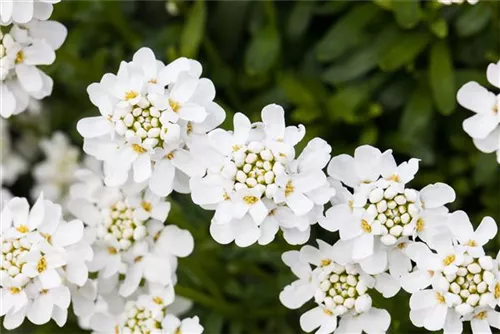 Immergrüne Garten-Schleifenblume - Iberis sempervirens 'Snowflake'