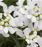 Immergrüne Garten-Schleifenblume - Iberis sempervirens 'Snowflake'