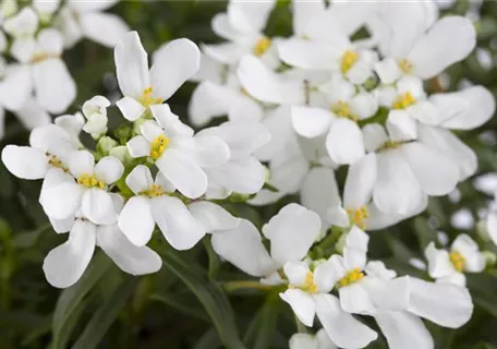 Iberis sempervirens 'Appen-Etz' - Immergrüne Garten-Schleifenblume