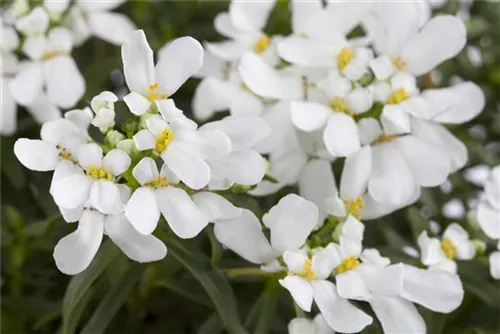 Immergrüne Garten-Schleifenblume - Iberis sempervirens 'Snowflake'