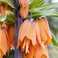 Winterschutz für Blumenzwiebeln vorbereiten