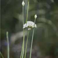 Ein Teich und seine Möglichkeiten