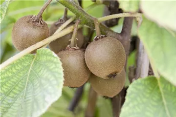 Actinidia - Kiwi