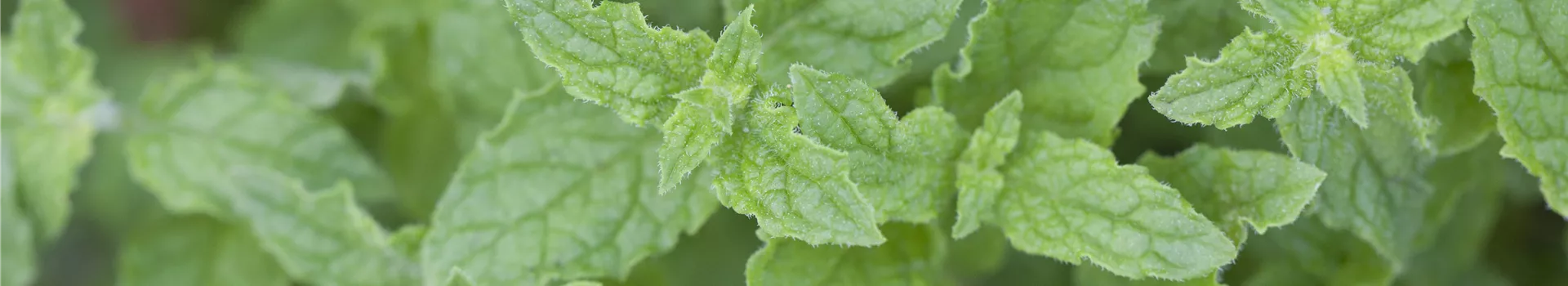 Die Erdbeer-Minze: zarte Pflanze, viel Aroma