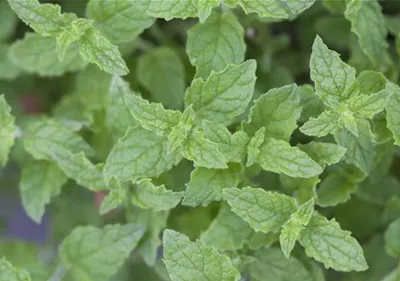 Die Erdbeer-Minze: zarte Pflanze, viel Aroma