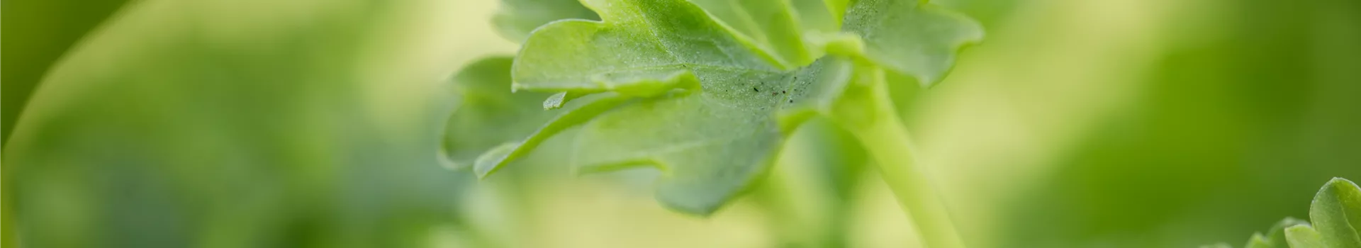 Urban Gardening – frische Kräuter für den Balkon