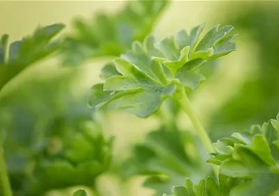 Urban Gardening – frische Kräuter für den Balkon