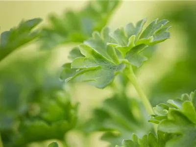 Urban Gardening – frische Kräuter für den Balkon