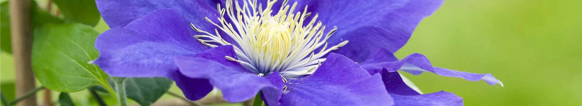 Clematis – die robuste Kletterpflanze im Garten