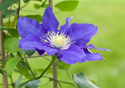 Clematis – die robuste Kletterpflanze im Garten