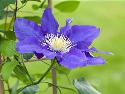 Clematis – die robuste Kletterpflanze im Garten