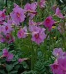 Yunnan-Freilandgloxinie - Incarvillea delavayi