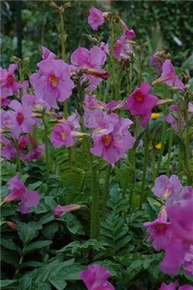 Yunnan-Freilandgloxinie - Incarvillea delavayi