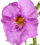 Yunnan-Freilandgloxinie - Incarvillea delavayi